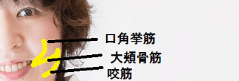 表情筋