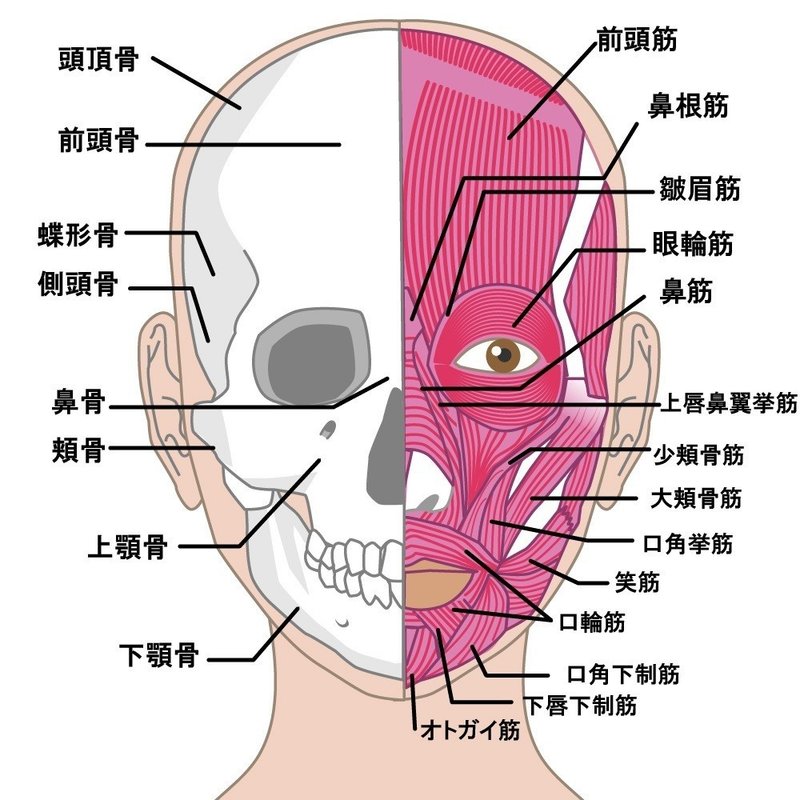 表情筋