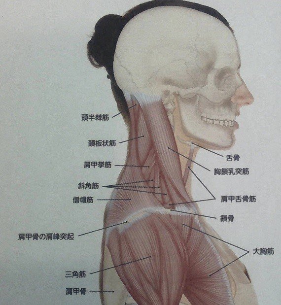 表情筋